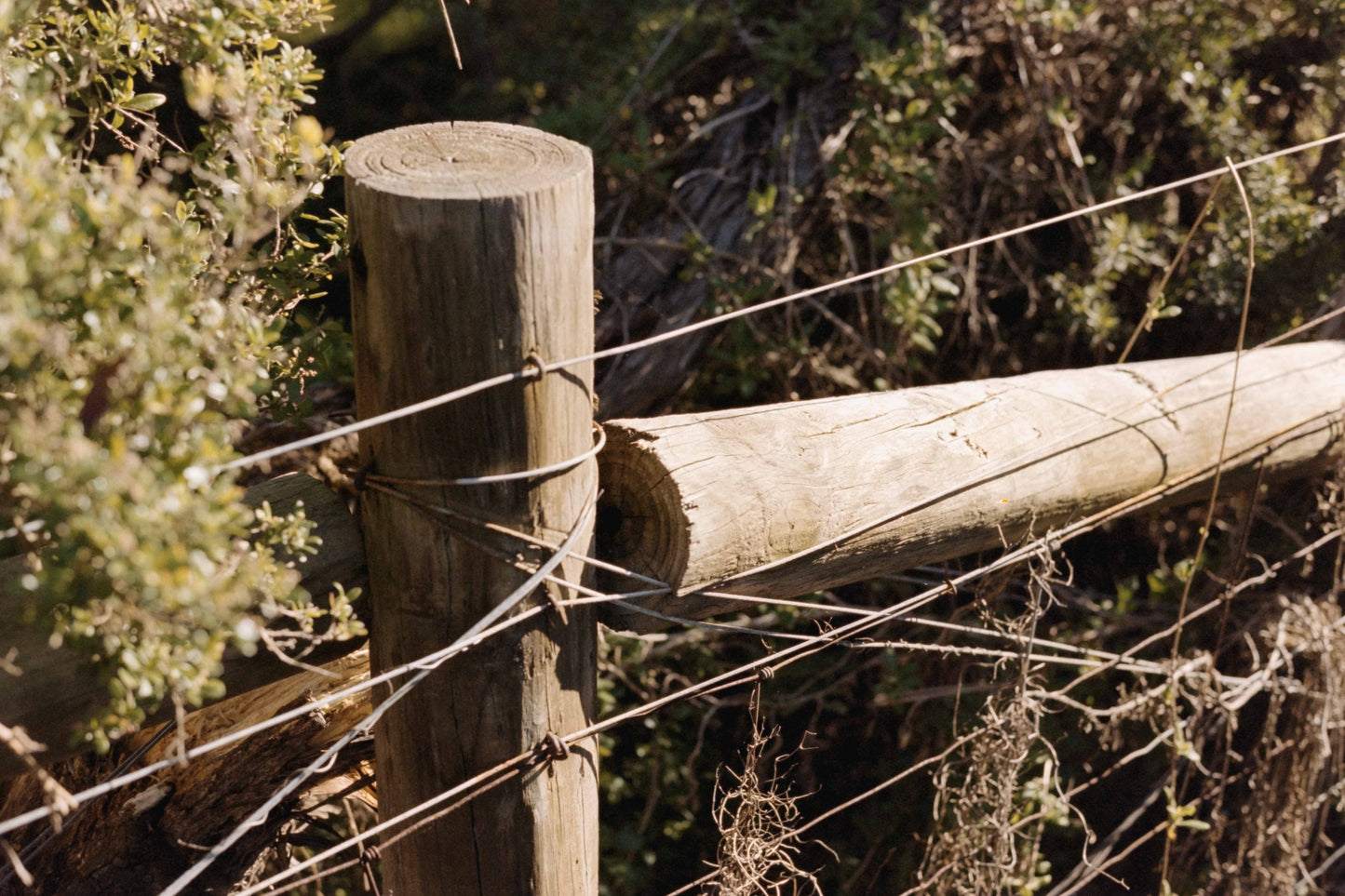 Ethereal Film Store Vision 3 250D - 35 mm 100 ft Bulk Roll (2018)